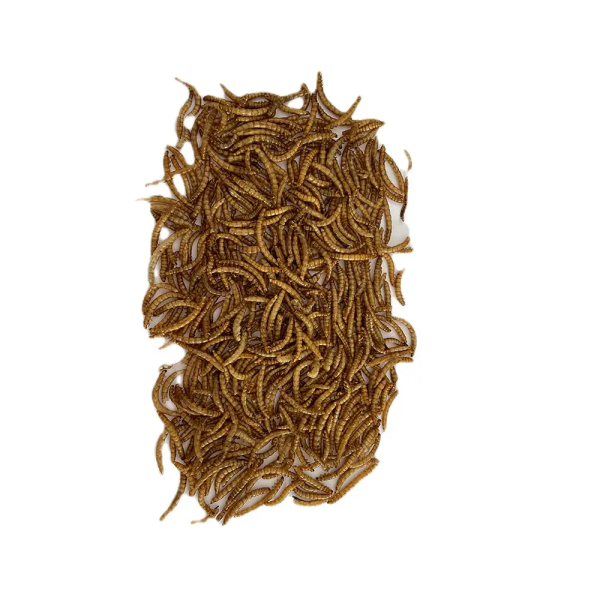 100% All Natural Meal Worms for Your Pets’ Well-being