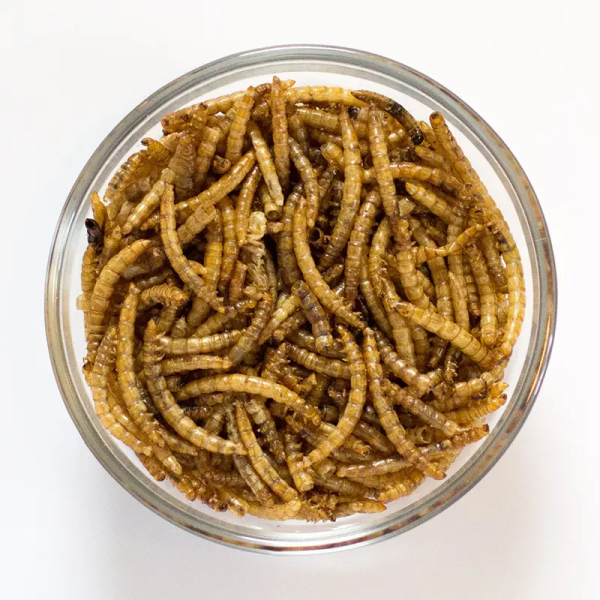 100% All Natural Meal Worms for Your Pets’ Well-being - Image 2