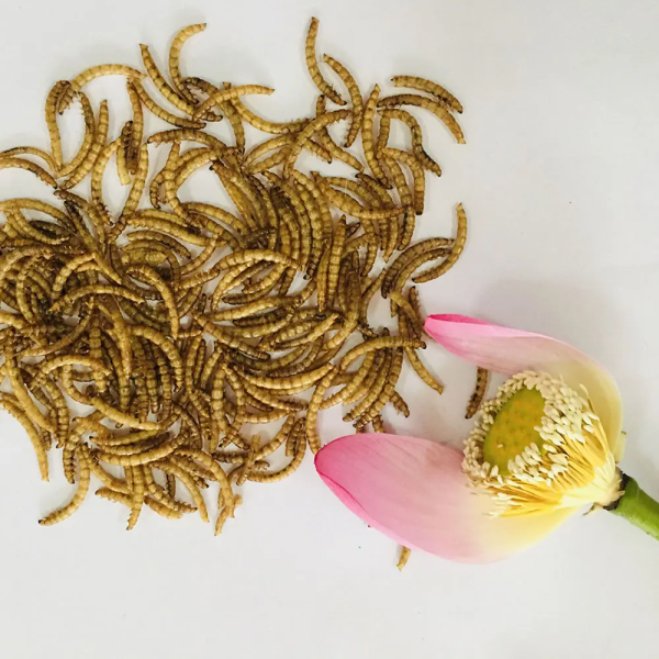 Bulk purchase of economically efficient and sustainable dried yellow mealworms - Image 3