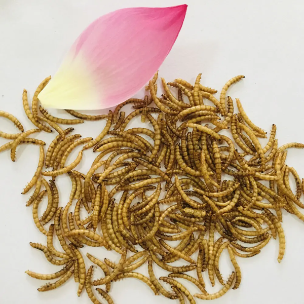 Bulk purchase of economically efficient and sustainable dried yellow mealworms - Image 4