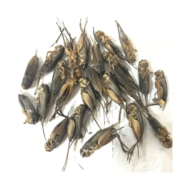 Crispy and nutritious dried crickets