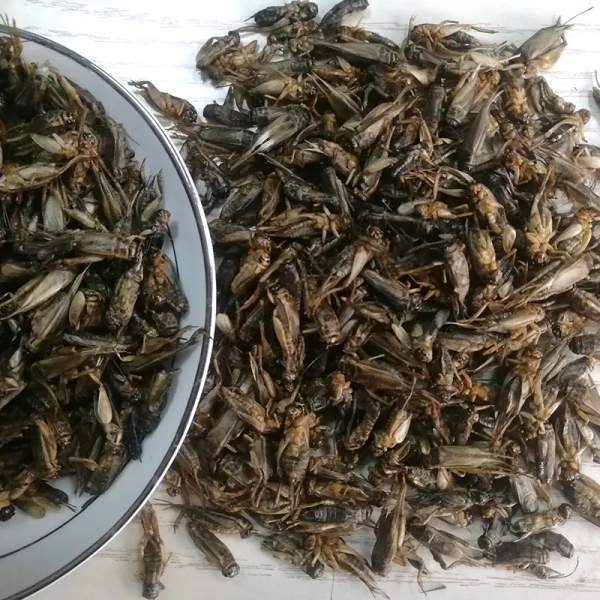 Crispy and nutritious dried crickets - Image 2