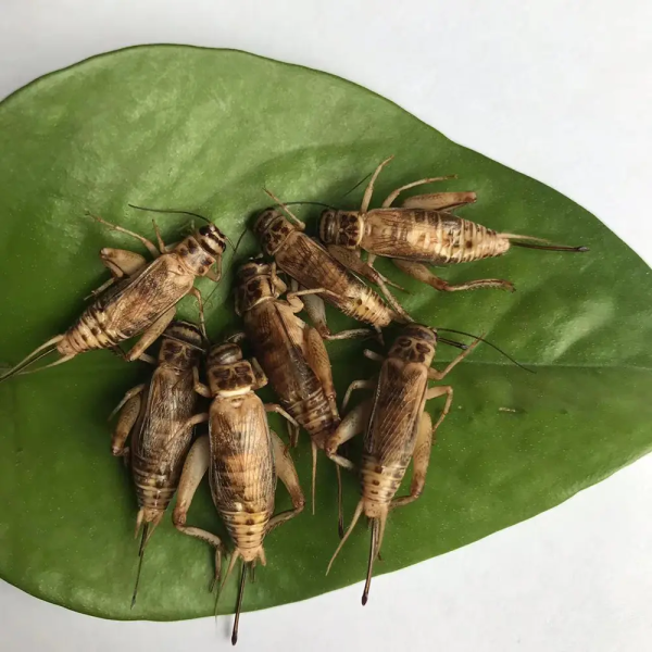 Crispy and nutritious dried crickets - Image 3