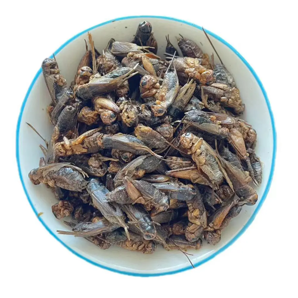 Discover the Health Benefits of Our Crunchy Dried Crickets