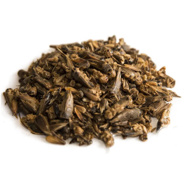 Discover the Health Benefits of Our Crunchy Dried Crickets - Image 2