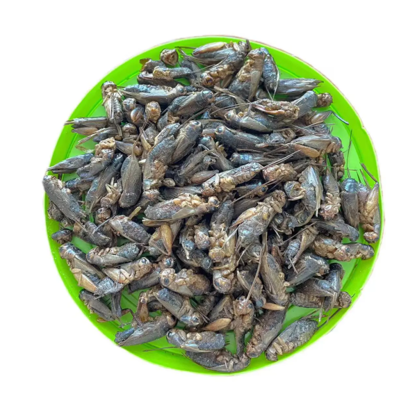 Discover the Health Benefits of Our Crunchy Dried Crickets - Image 3