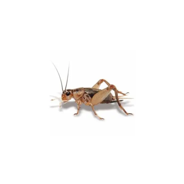 Dried crickets provide delicious and nutritious food for your pet - Image 3