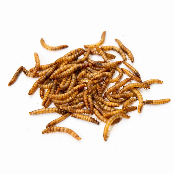 Nutrient and convenient insect protein for dry yellow mealworms