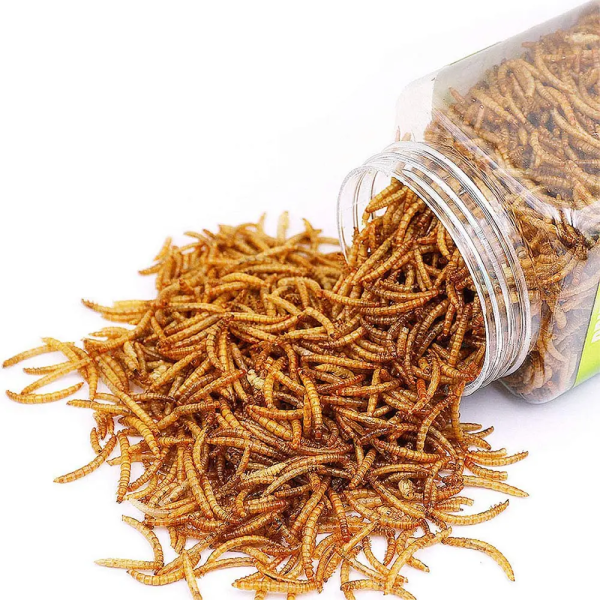 Nutrient and convenient insect protein for dry yellow mealworms - Image 4