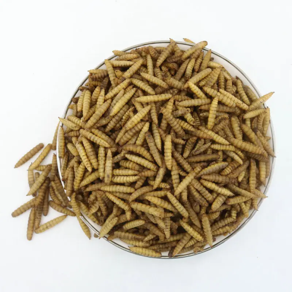 Protein rich animal feed, dry black soldier fly - Image 4