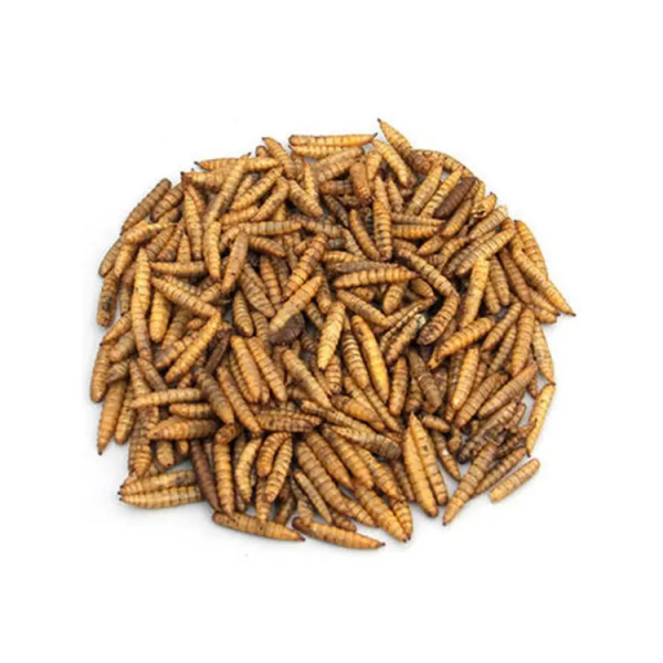 Dried Black Soldier Fly Larvae - Image 4