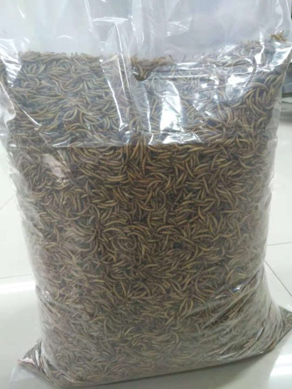 Nutrient and convenient insect protein for dry yellow mealworms - Image 2